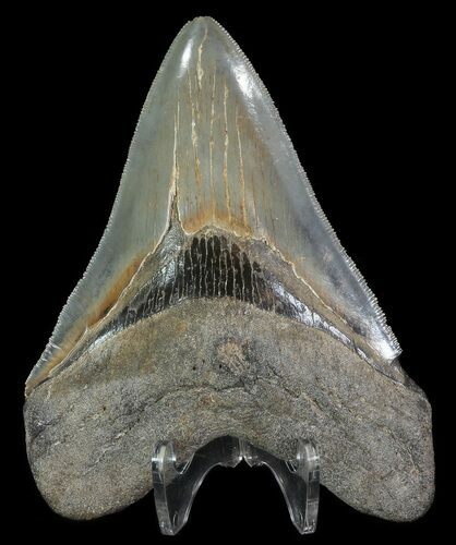 Serrated, Megalodon Tooth - Georgia #70043